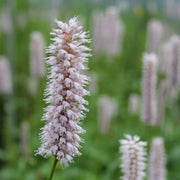 Persicaria amphibia | Amphibious bistort | Marginal Plant